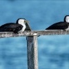 Kormoran cernobily - Microcarbo melanoleucos - Little Pied Cormorant o3660